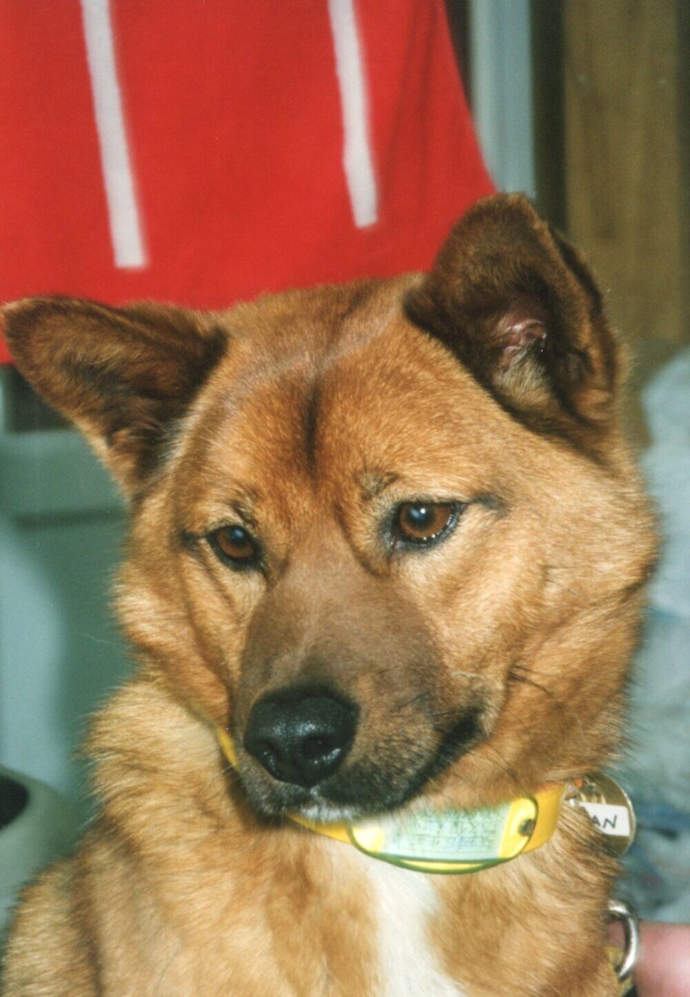 お腹と脚が白い茶色の雑種