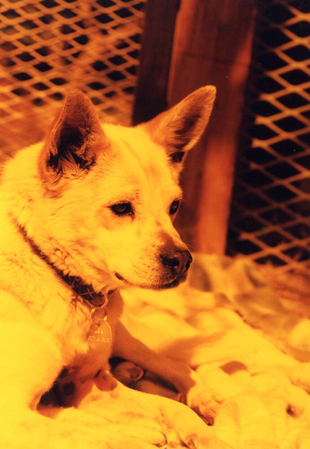 大きな耳の雑種