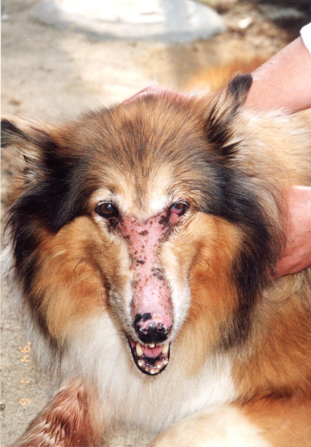 鼻がただれたコリー