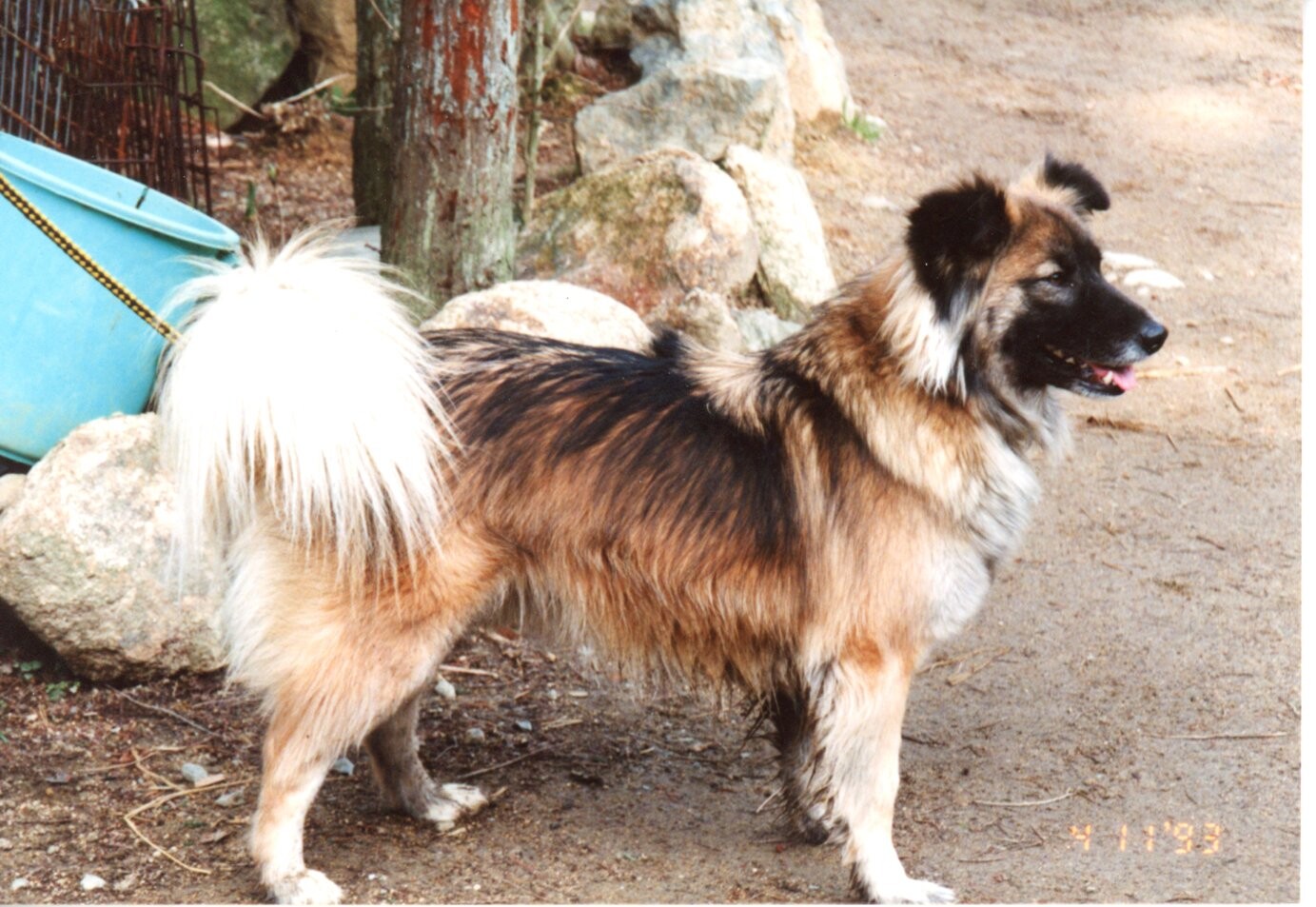 白黒茶色ふわふわ毛の雑種