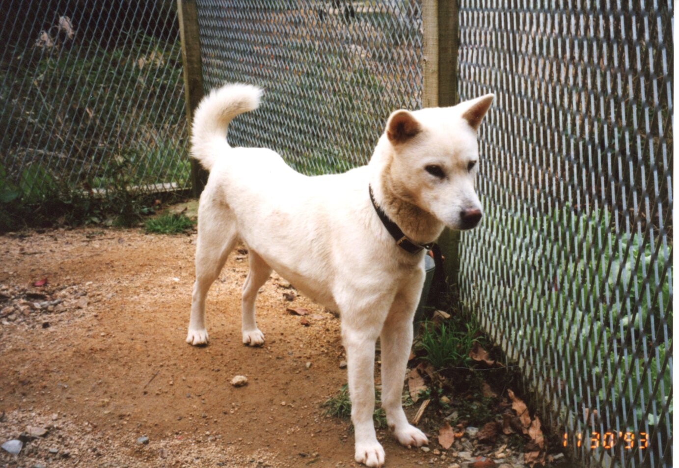 白い雑種又は紀州犬