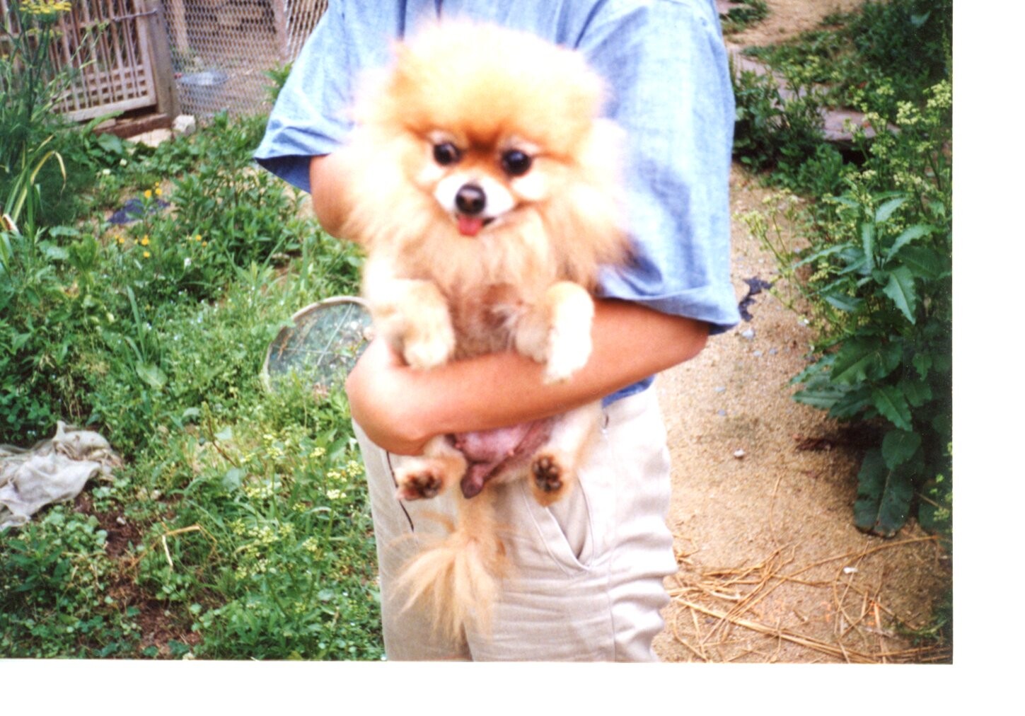 ポメラニアン