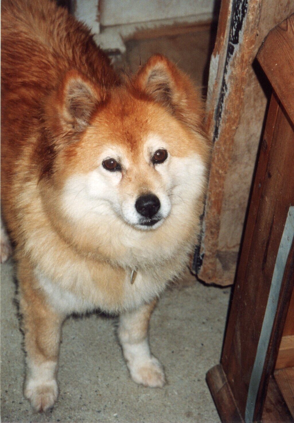 白と茶色のふわふわ毛の雑種