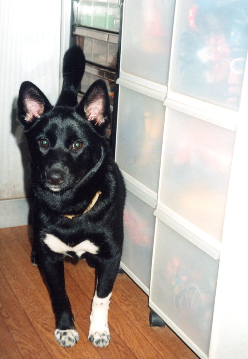 お腹と脚が白い黒い雑種