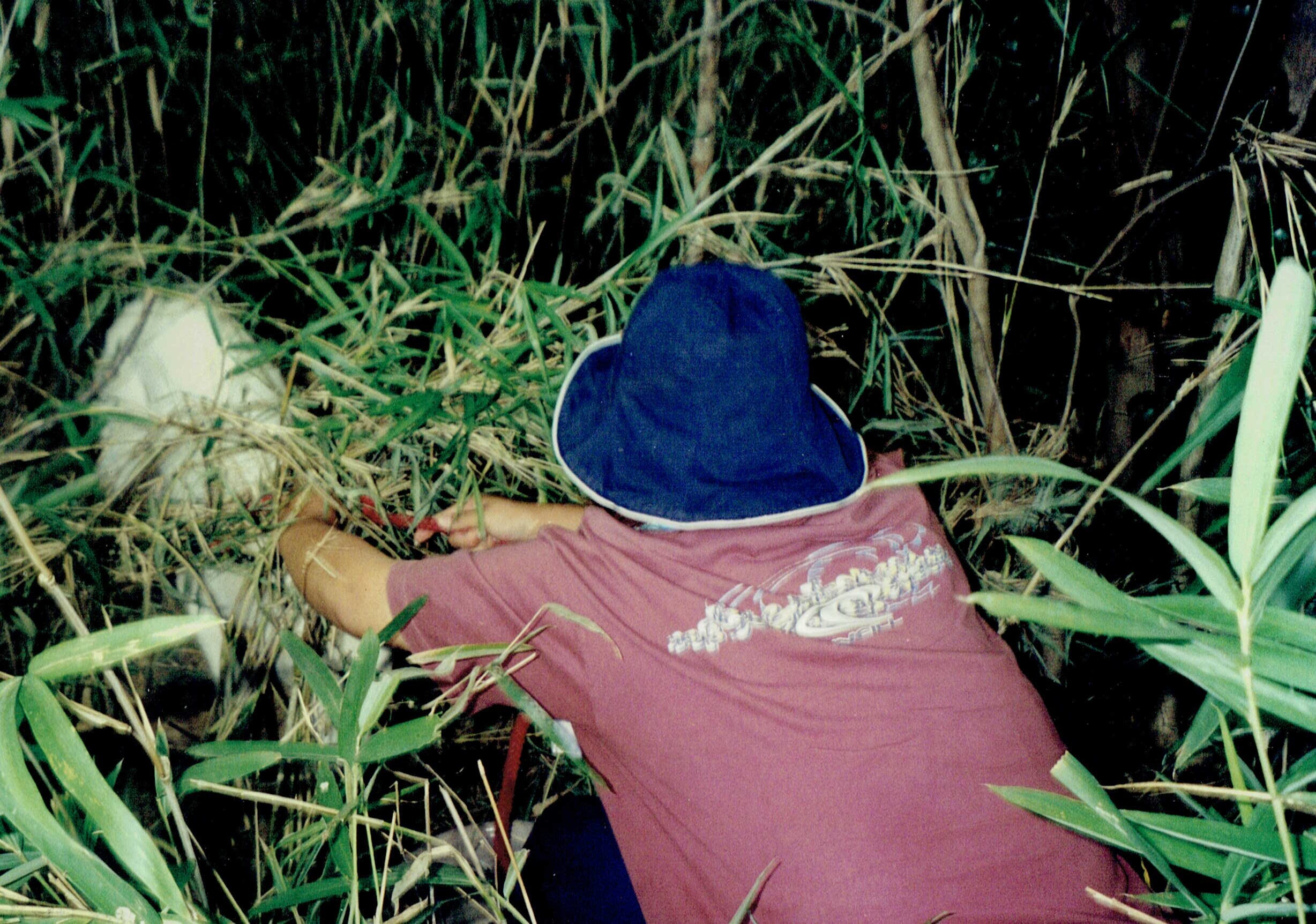 竹藪にからまった白い雑種