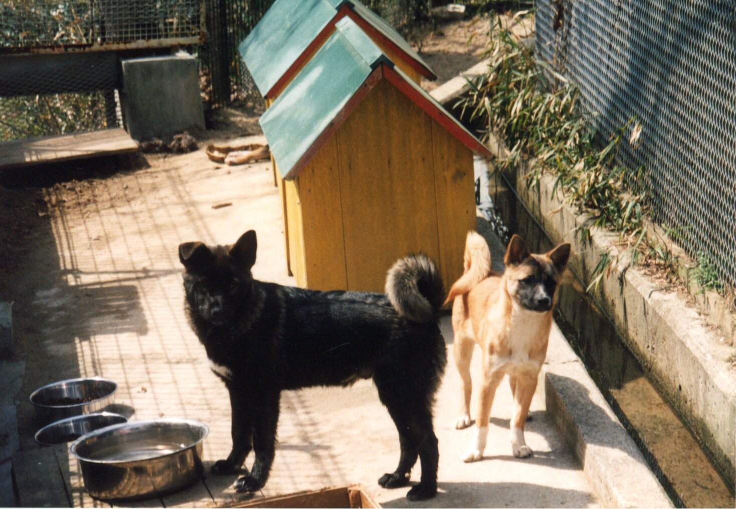 黒い雑種と鼻黒の茶色雑種