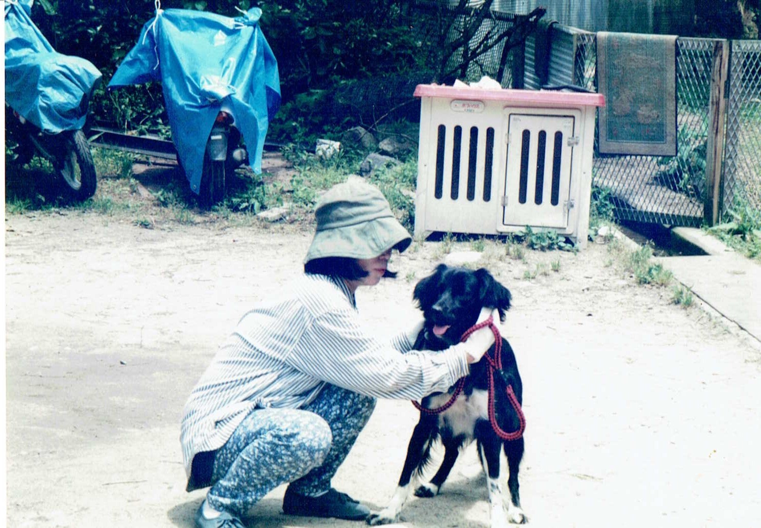 お腹と脚が白い黒雑種