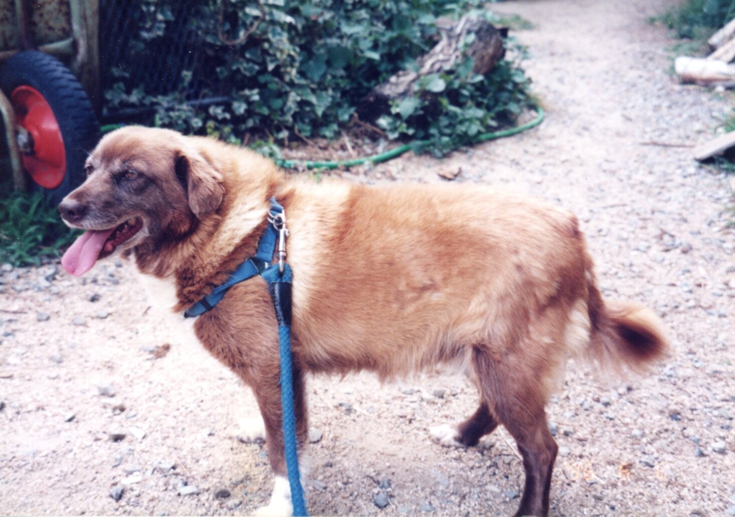 黄色い眼をした茶色の雑種