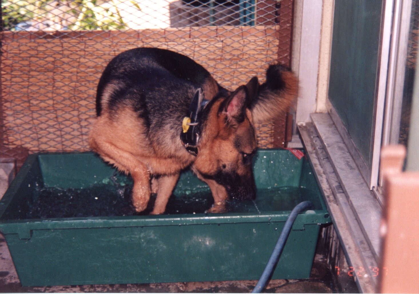 シェパード