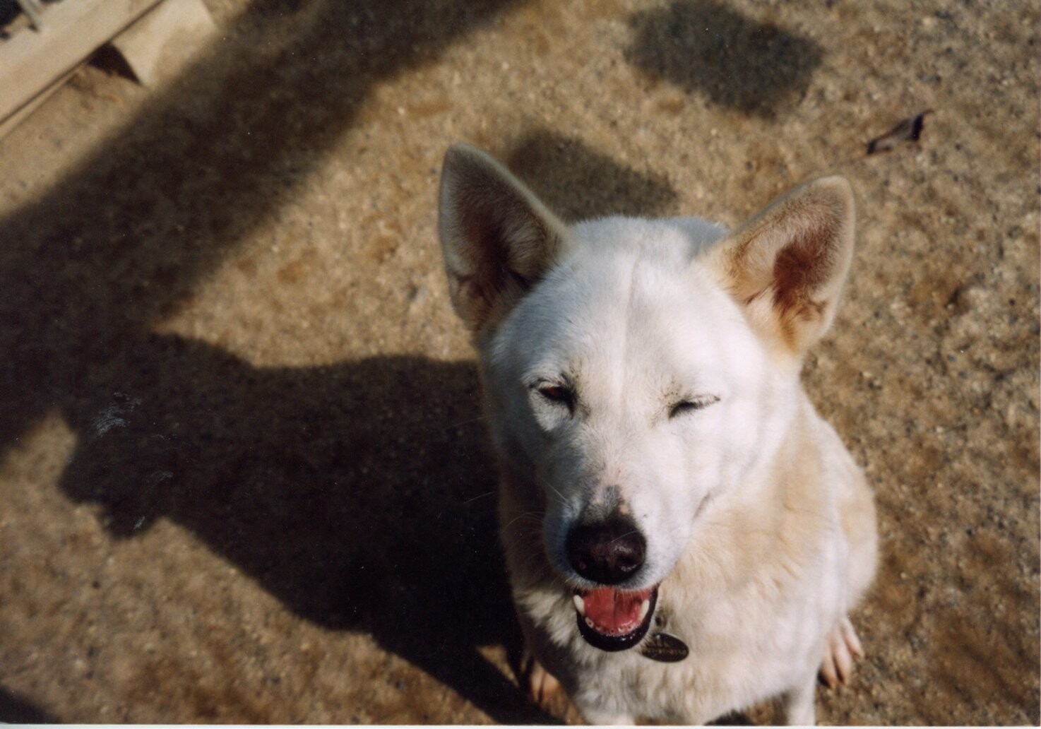 ベージュの雑種