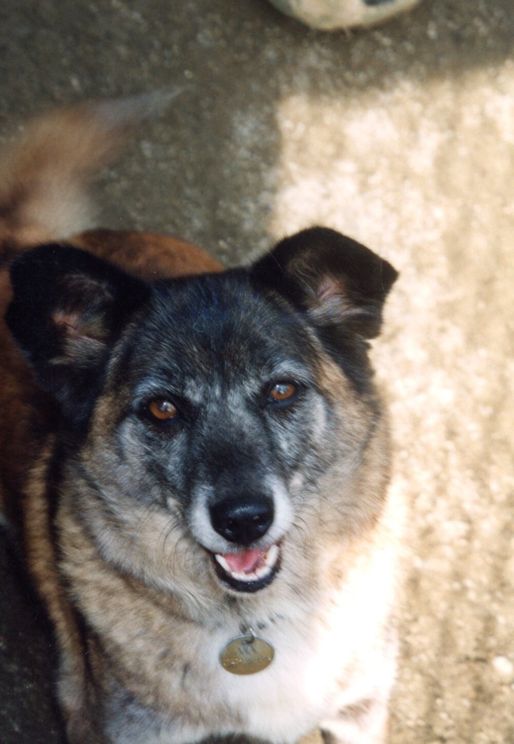 黒白茶色の雑種