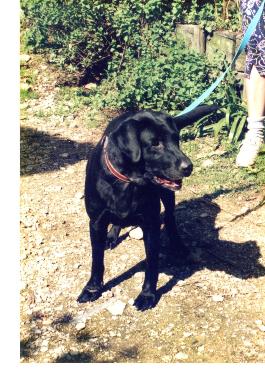 黒ラブラドール