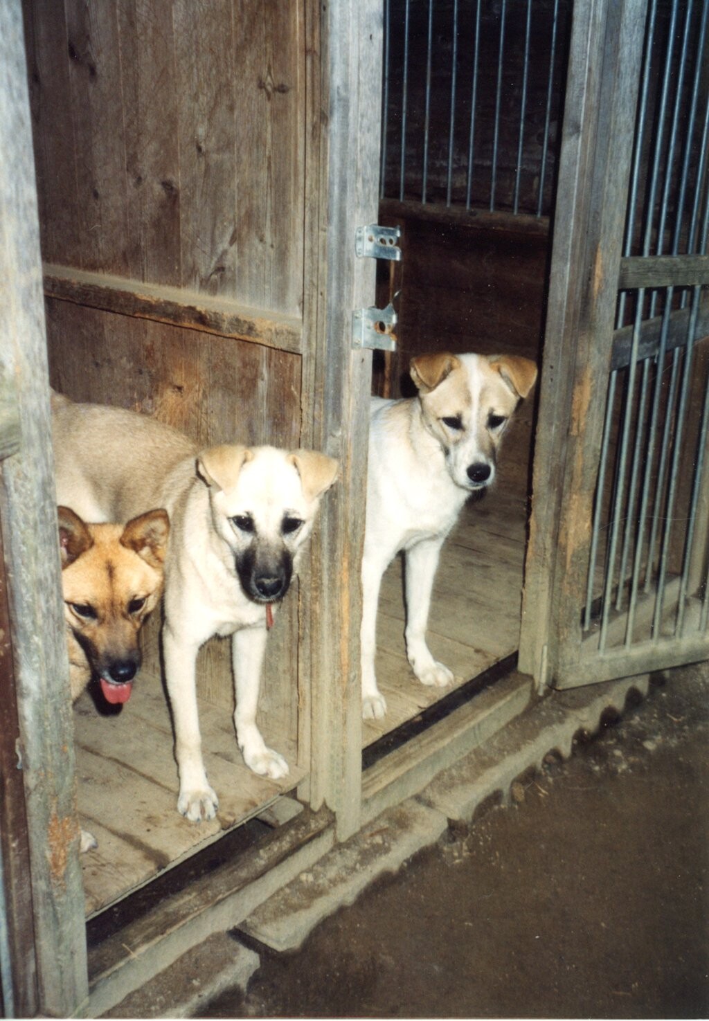 垂れ耳の白と茶色雑種