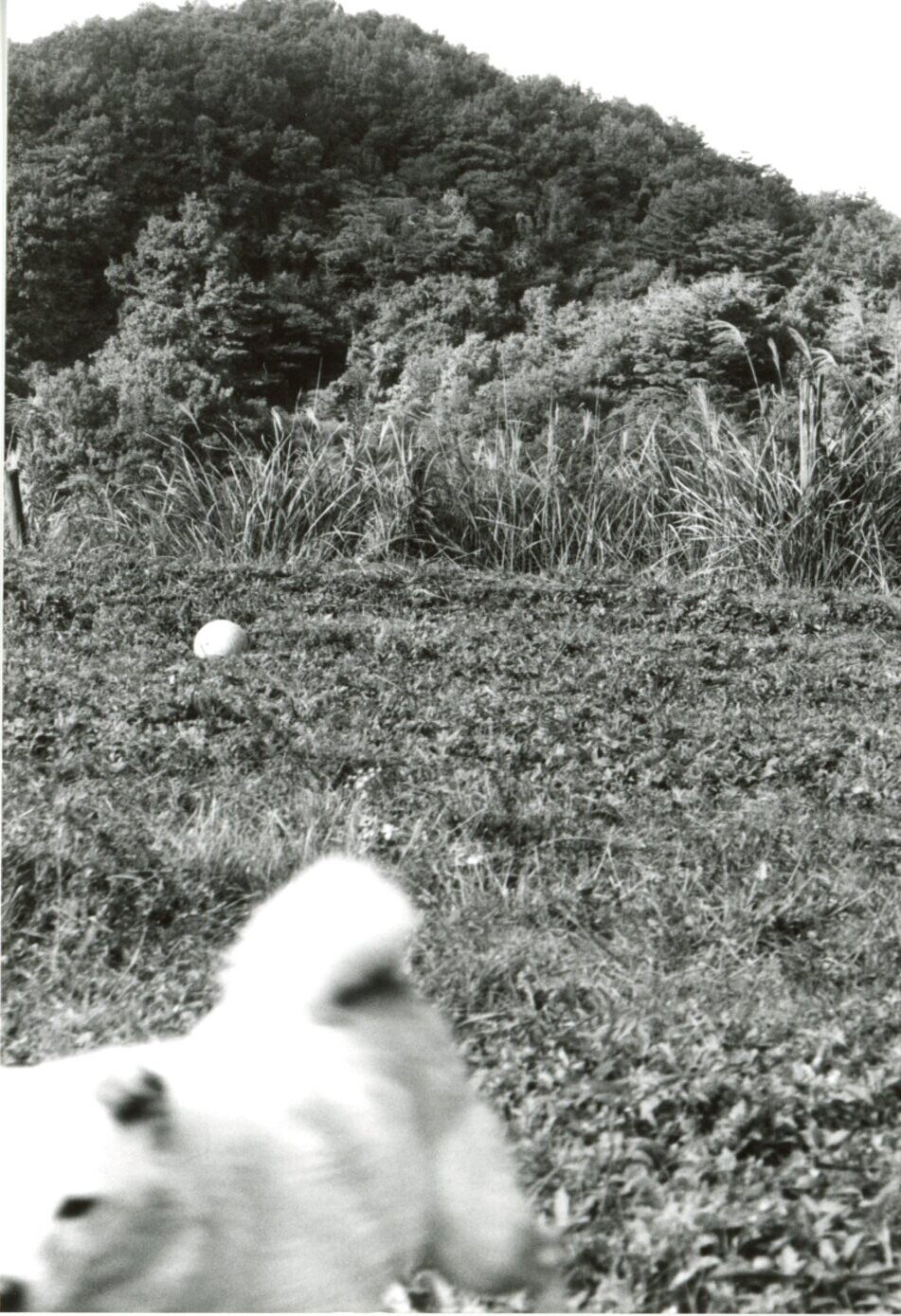 野原を駆ける白い雑種