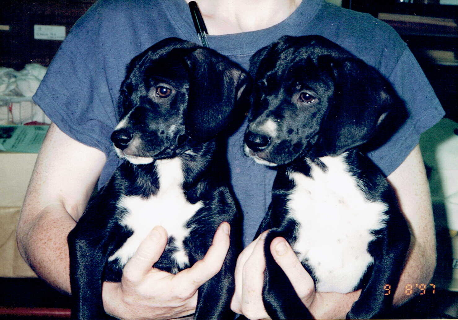 お腹が白い黒の猟犬