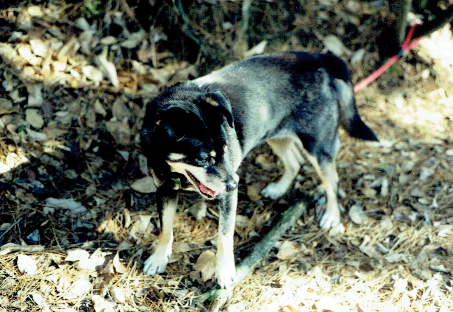 垂れ耳の黒い雑種