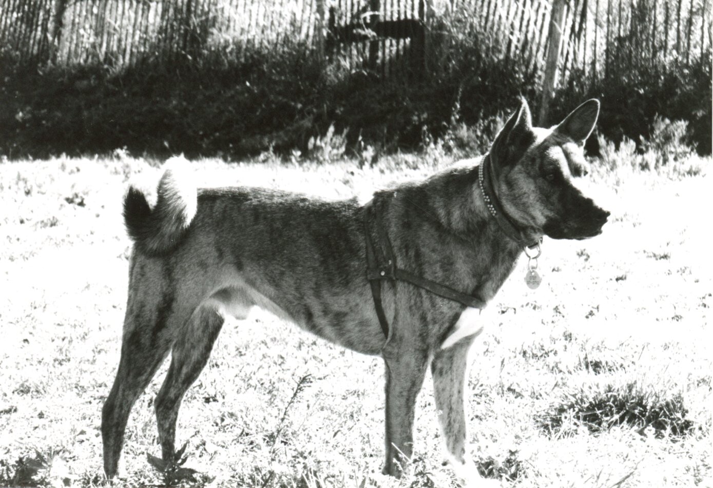 茶色と黒の雑種