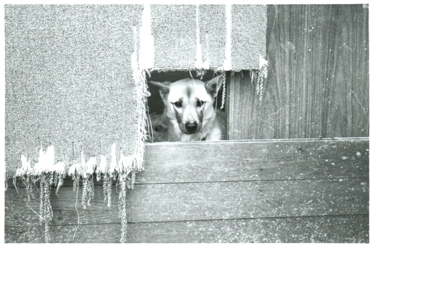 犬小屋から顔を出す茶色と黒の雑種