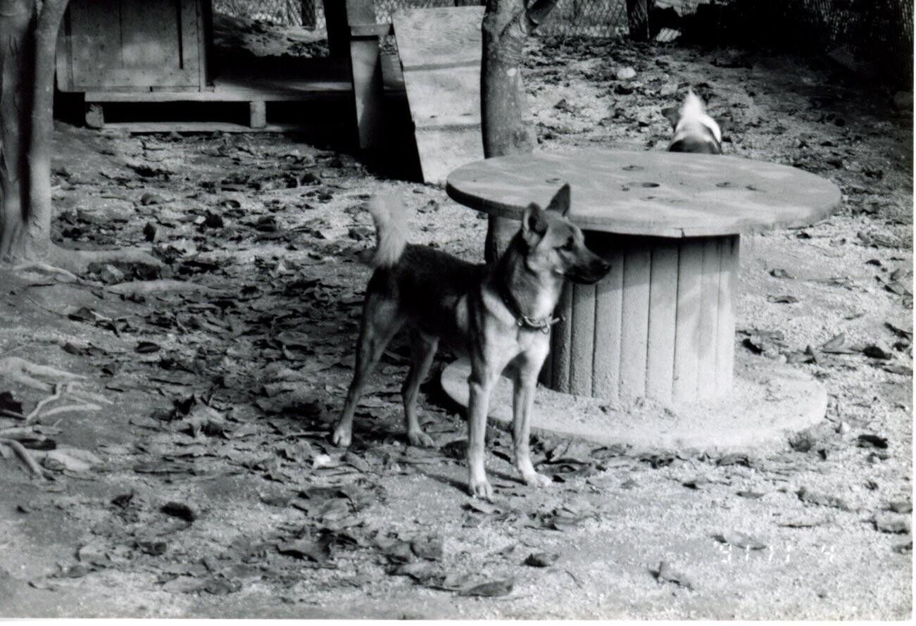 鼻黒の茶色と白の雑種