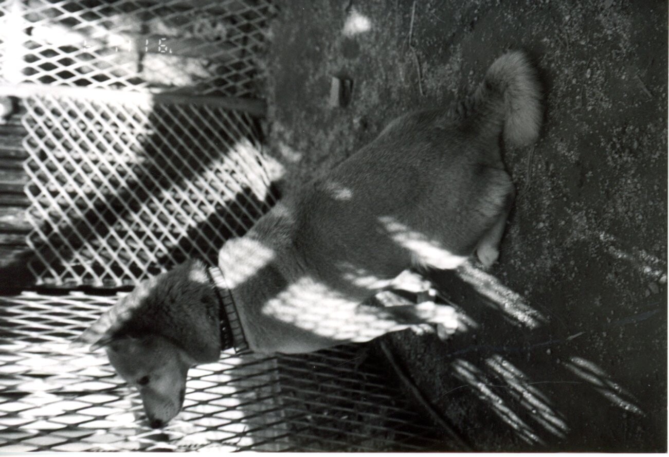 茶色と白の柴雑種