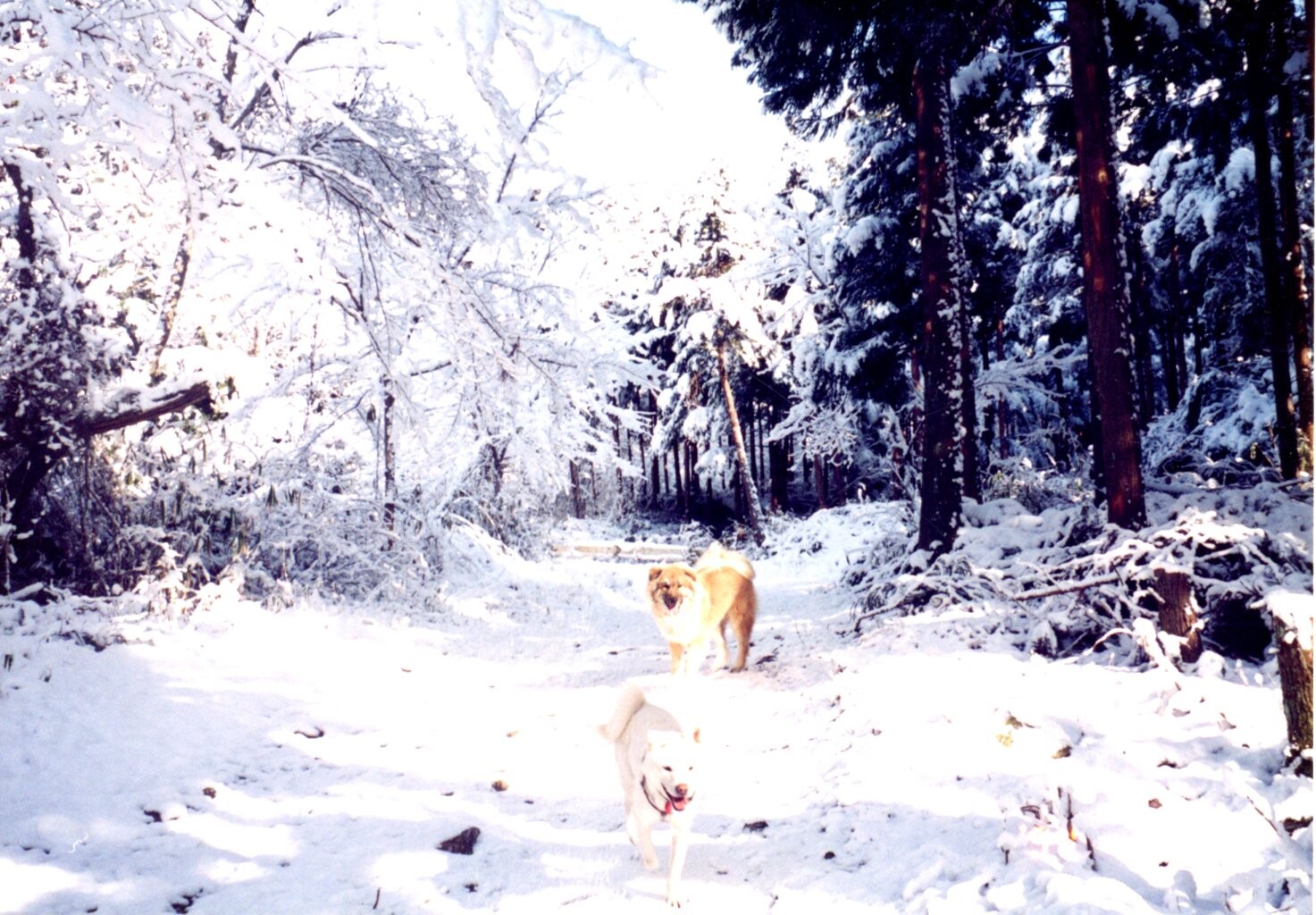 鼻黒ふわふわ毛の茶色い雑種