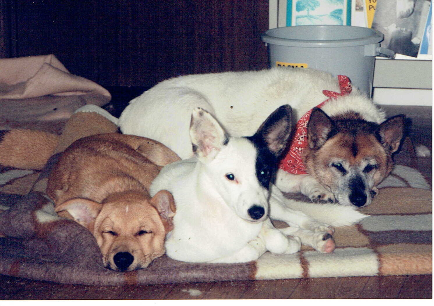 大きな耳をした茶色の雑種