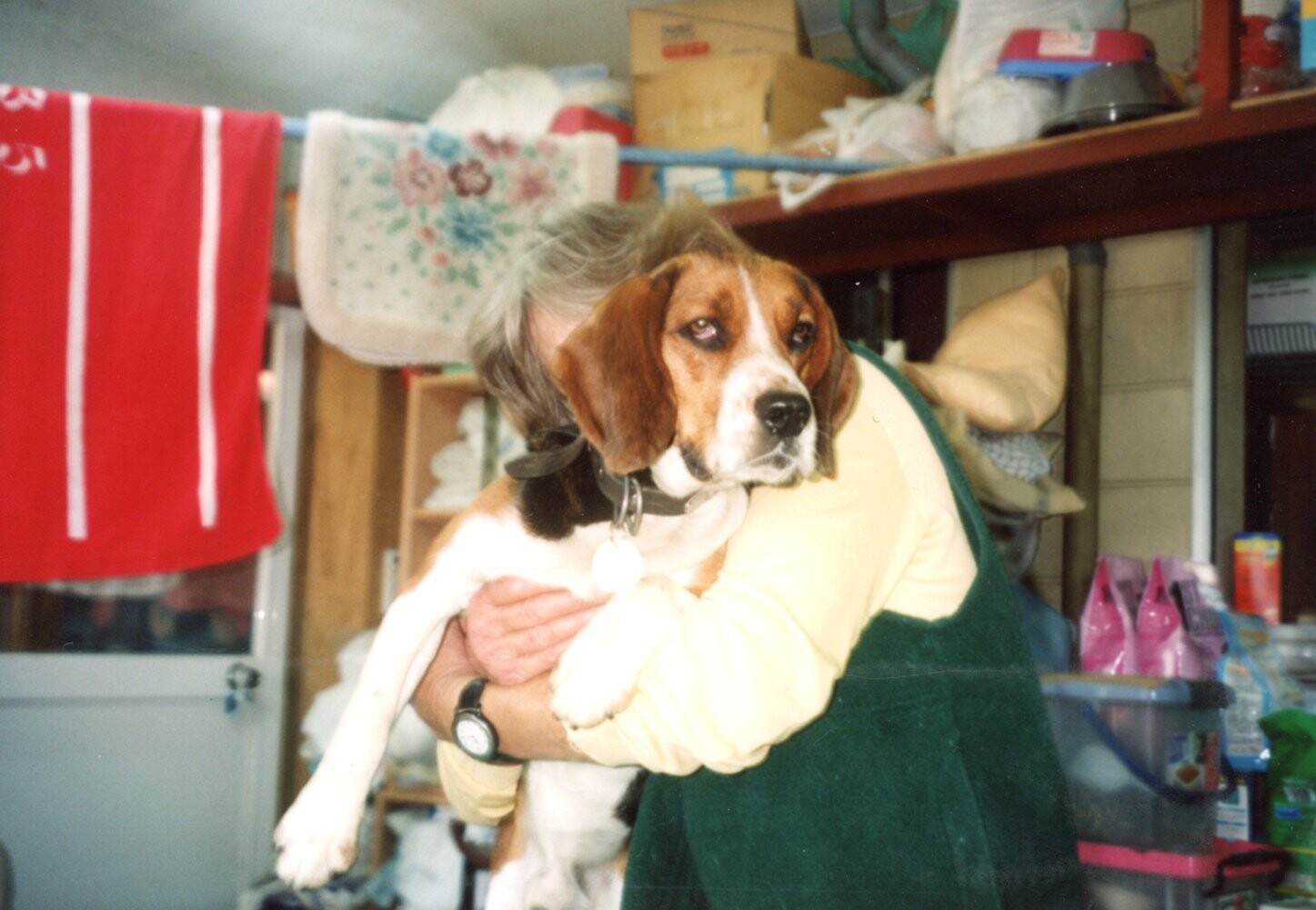 リズに抱かれたビーグル犬