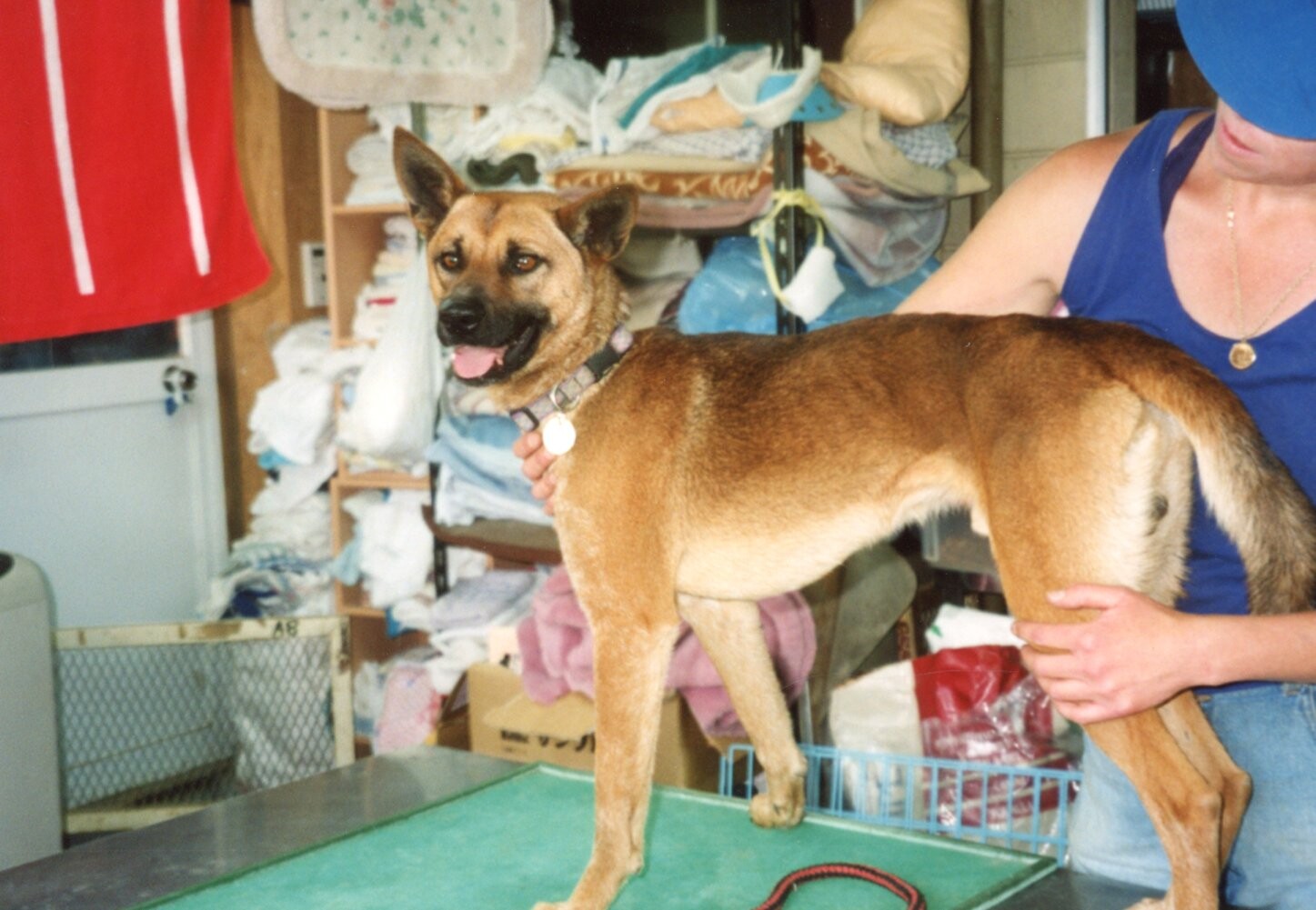 鼻黒の茶色い雑種