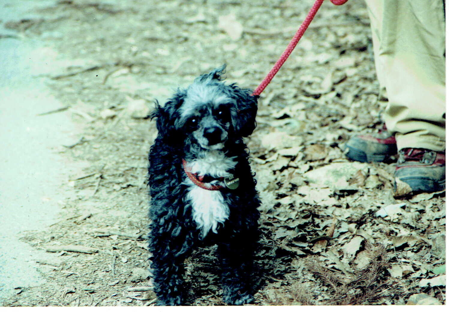 黒と白のプードル