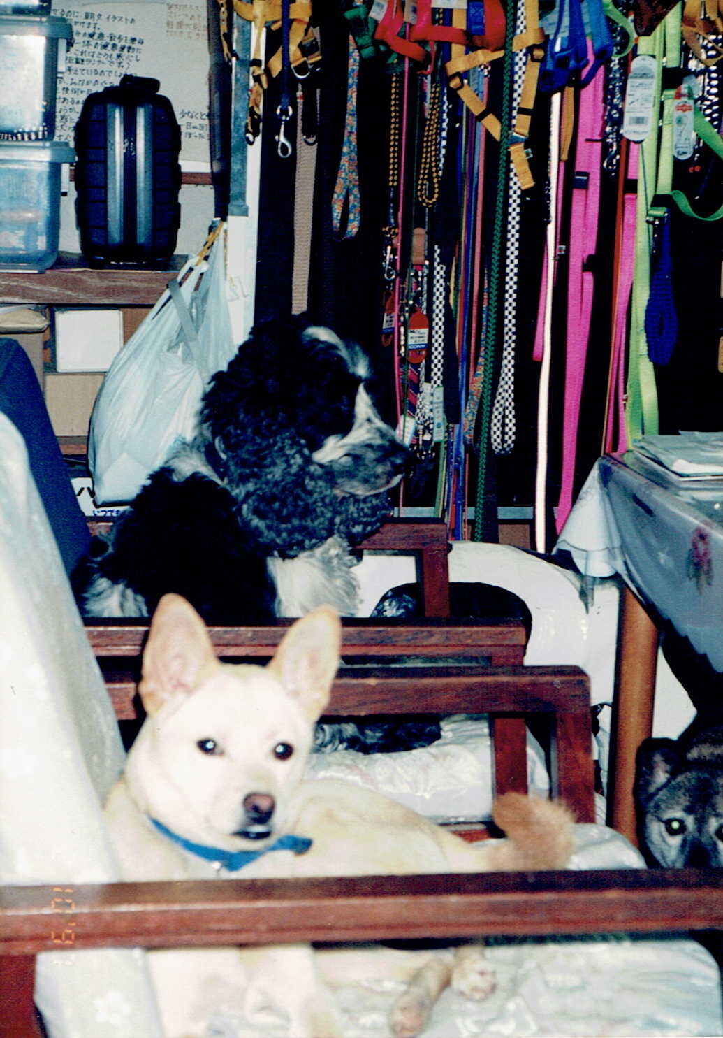 茶色の雑種と白黒のスパニエル