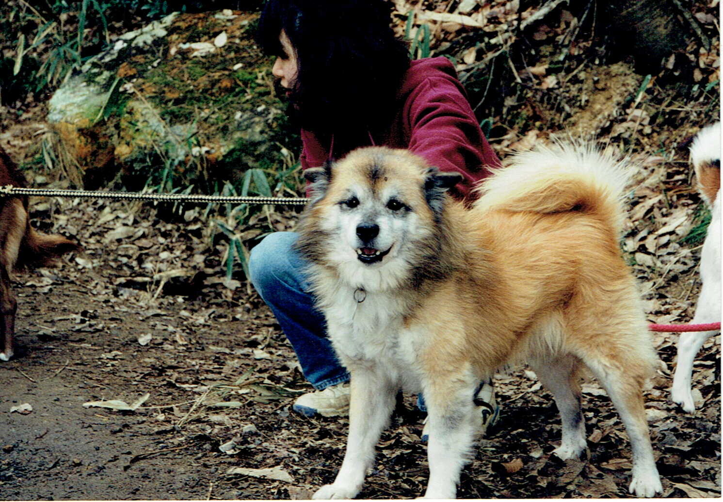 ふわふわ毛の茶色と白の雑種