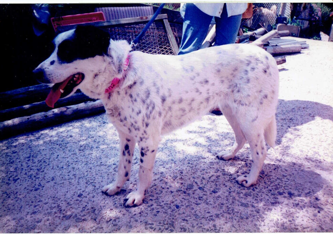 白と黒のテリア