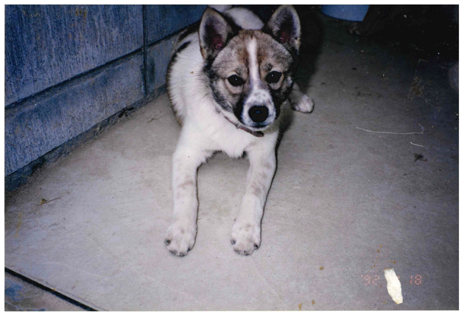 Photo_犬（写真１枚のみ）