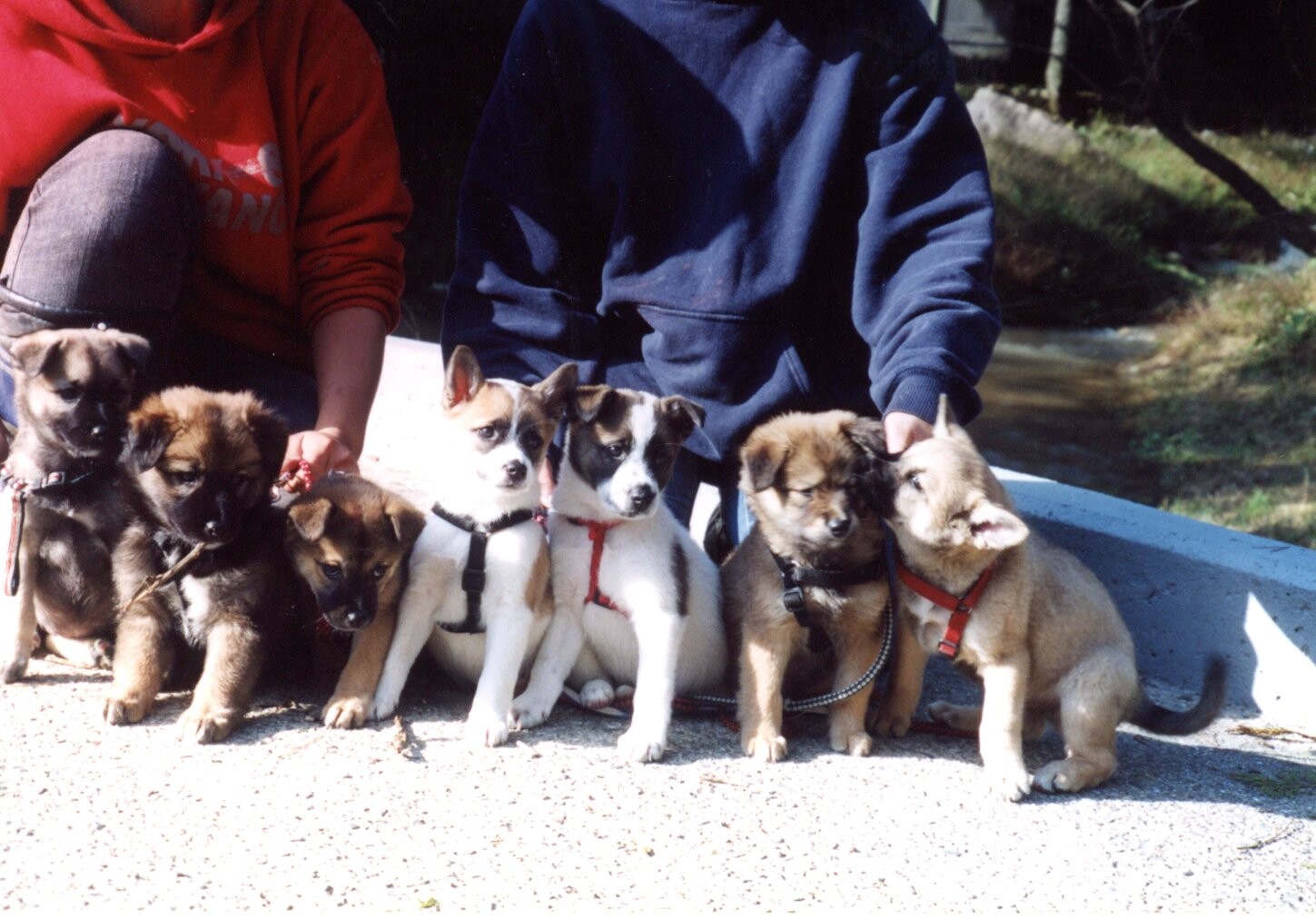 神戸で保護した子犬たち（2004年10月）
