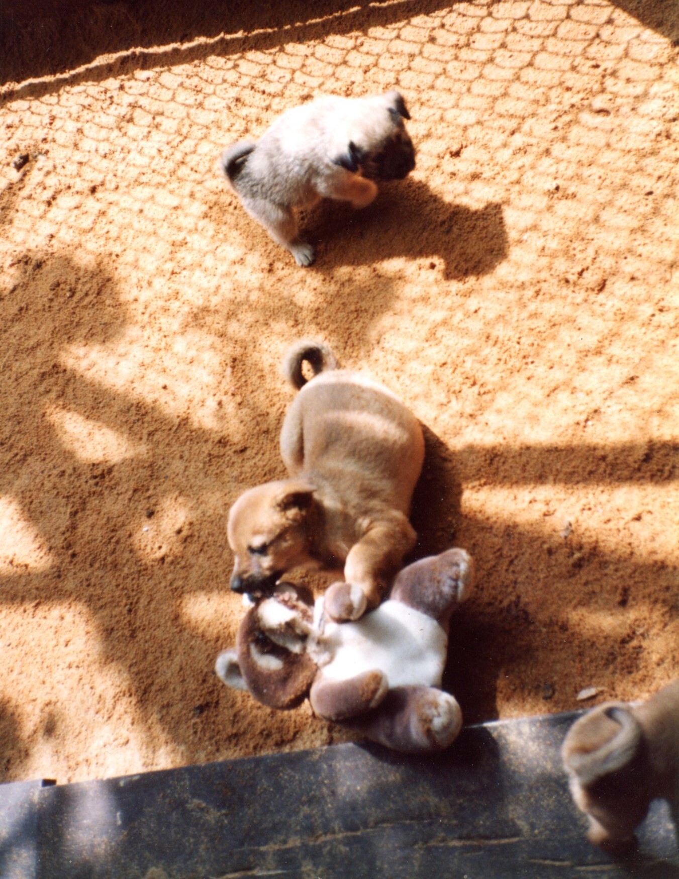 茶色とベージュの子犬たち