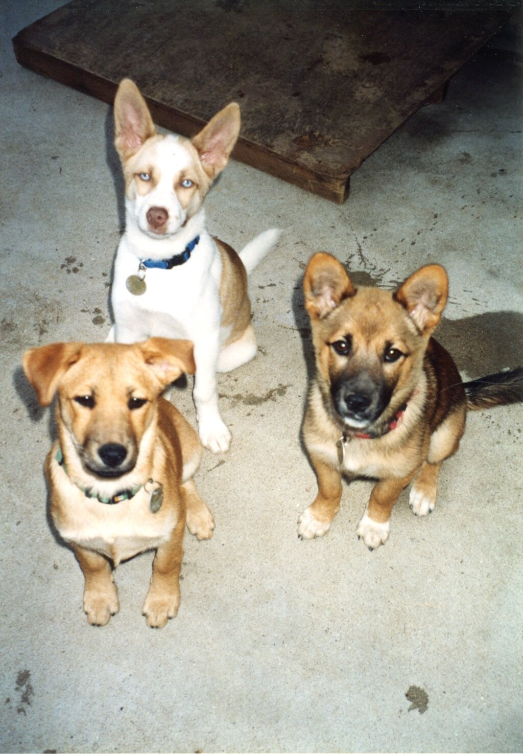腹違いの3匹の子犬たち