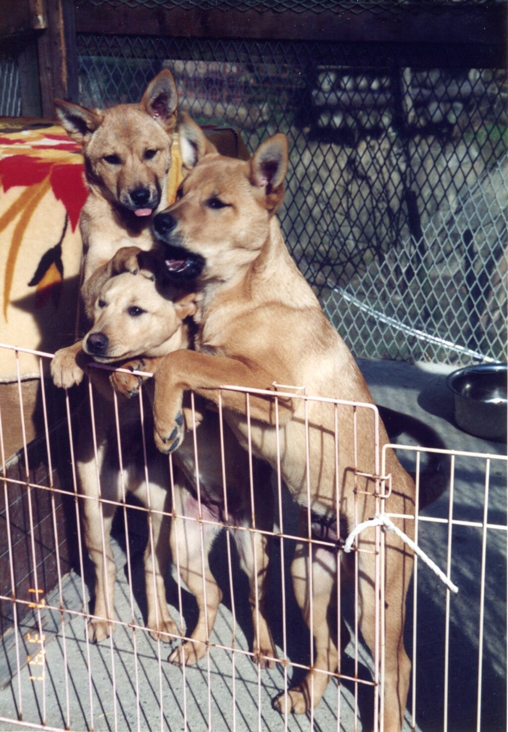 茶色い子犬たち