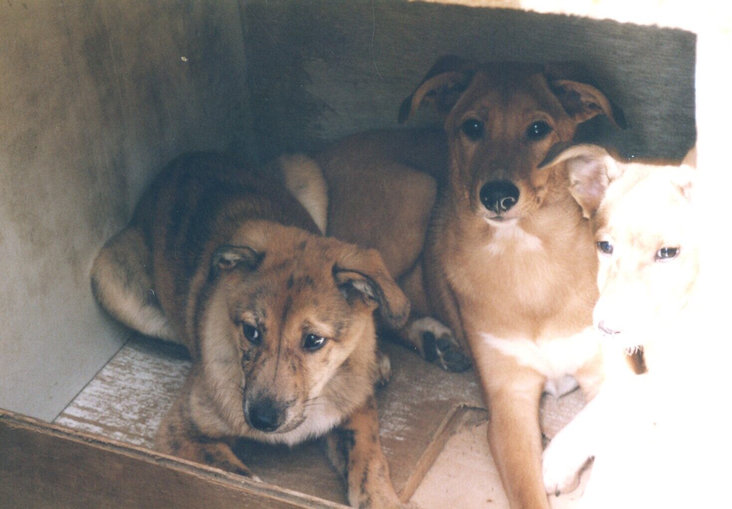 茶色と白の子犬たち