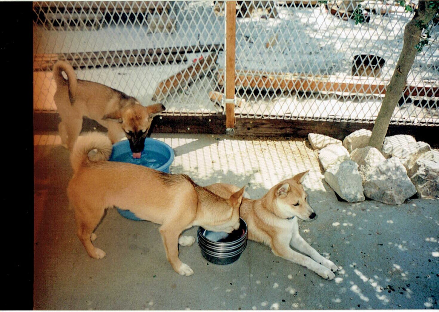 茶色の子犬たち