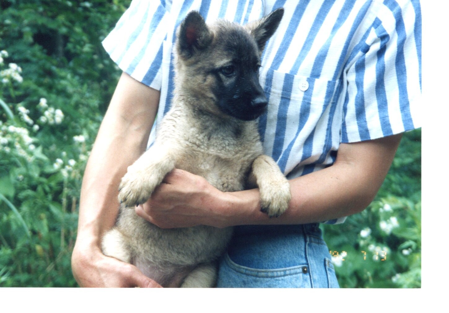 鼻黒の茶色い子犬