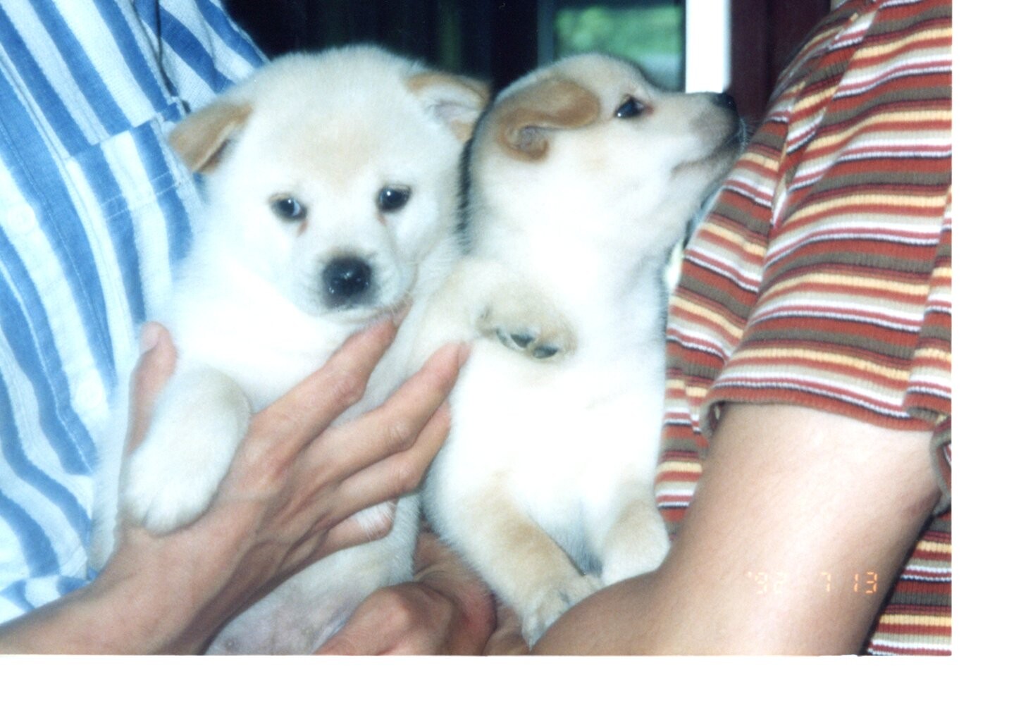 茶色い耳の白い子犬たち