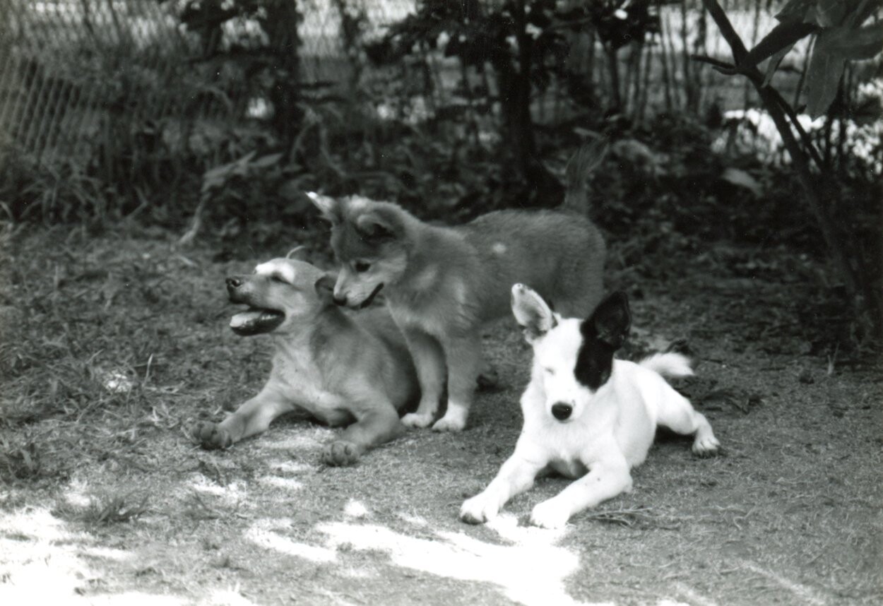 ティッピーと茶色の子犬たち