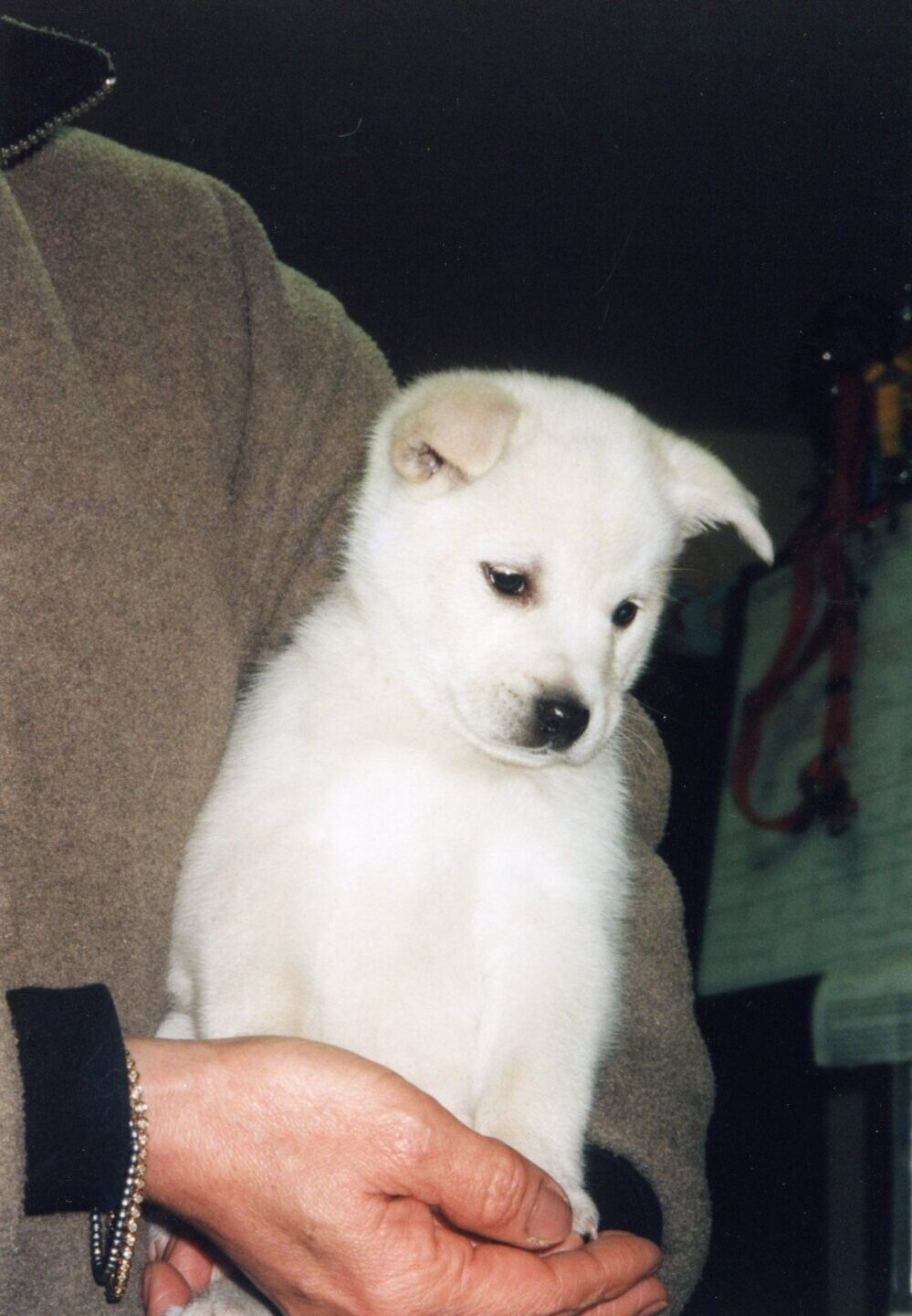 茶色の耳をした白い子犬