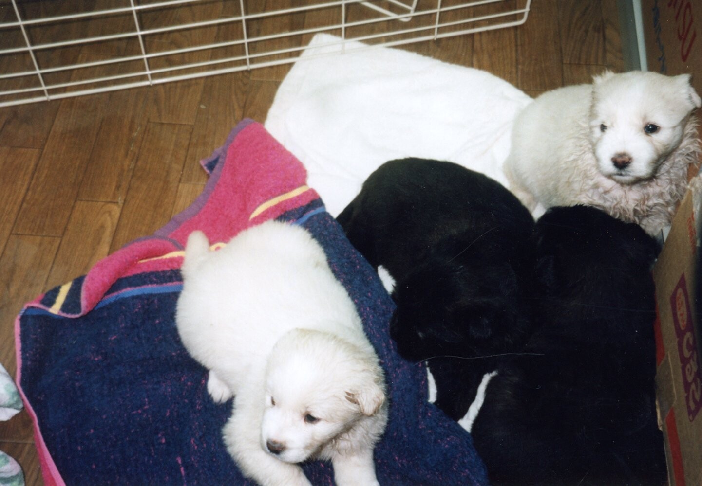 白とベージュの子犬たち