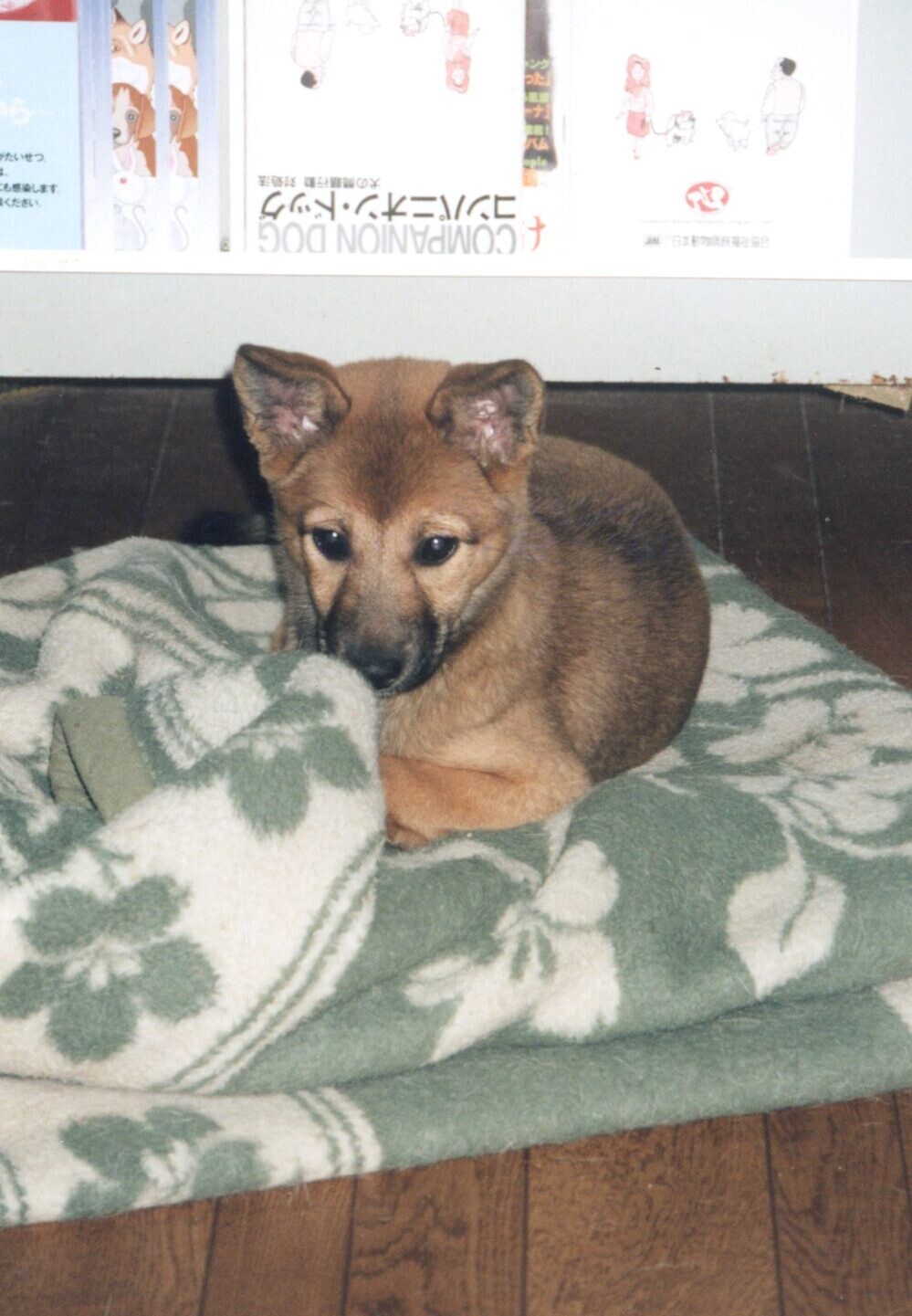 茶色と黒の子犬