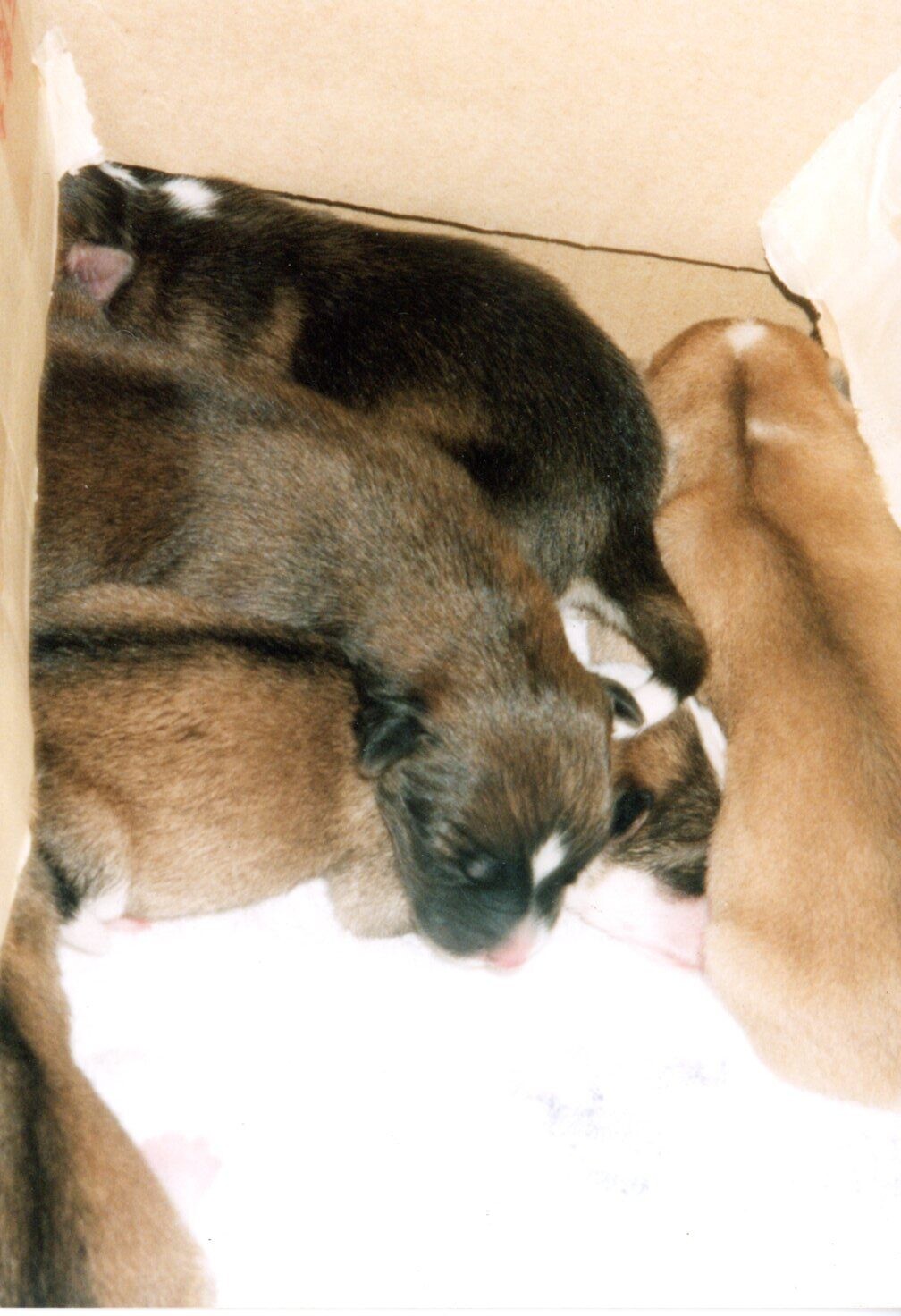 茶色白黒の新生児たち