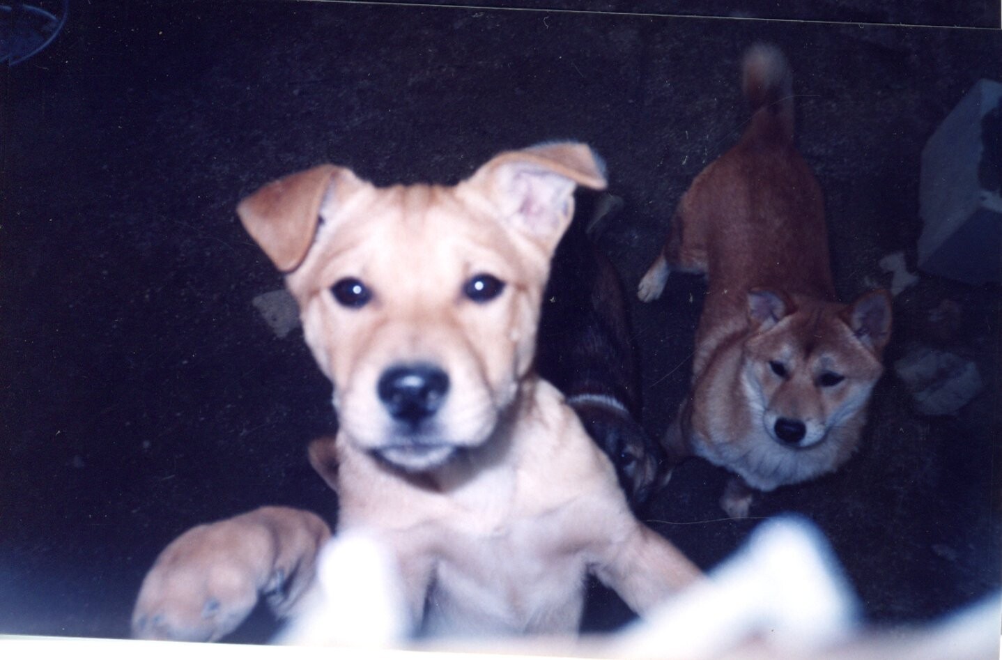 茶色白黒の子犬たち
