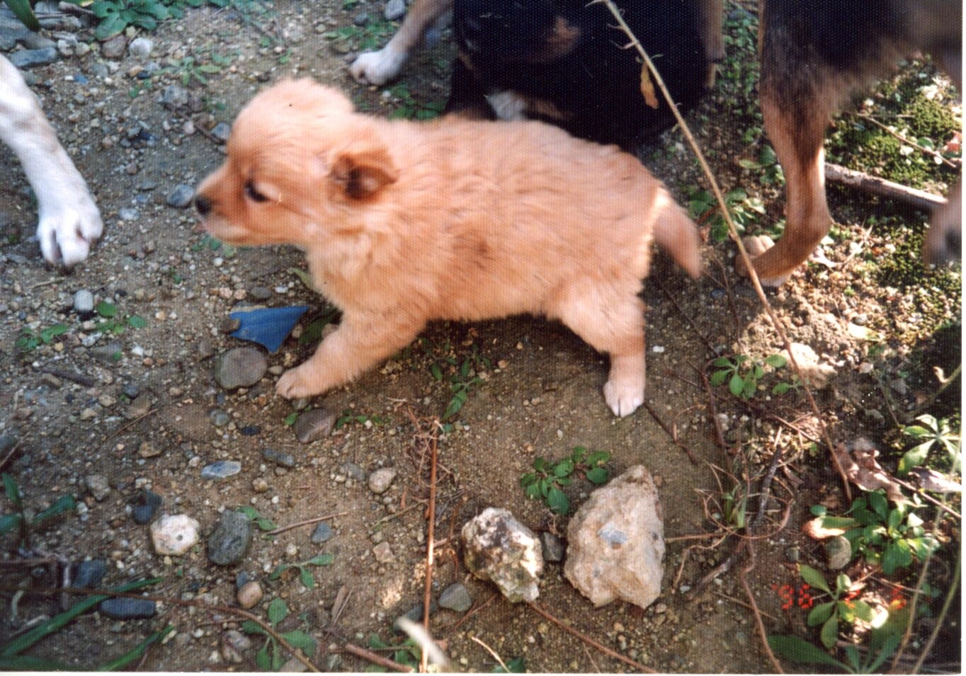 ふわふわ毛の茶色い子犬