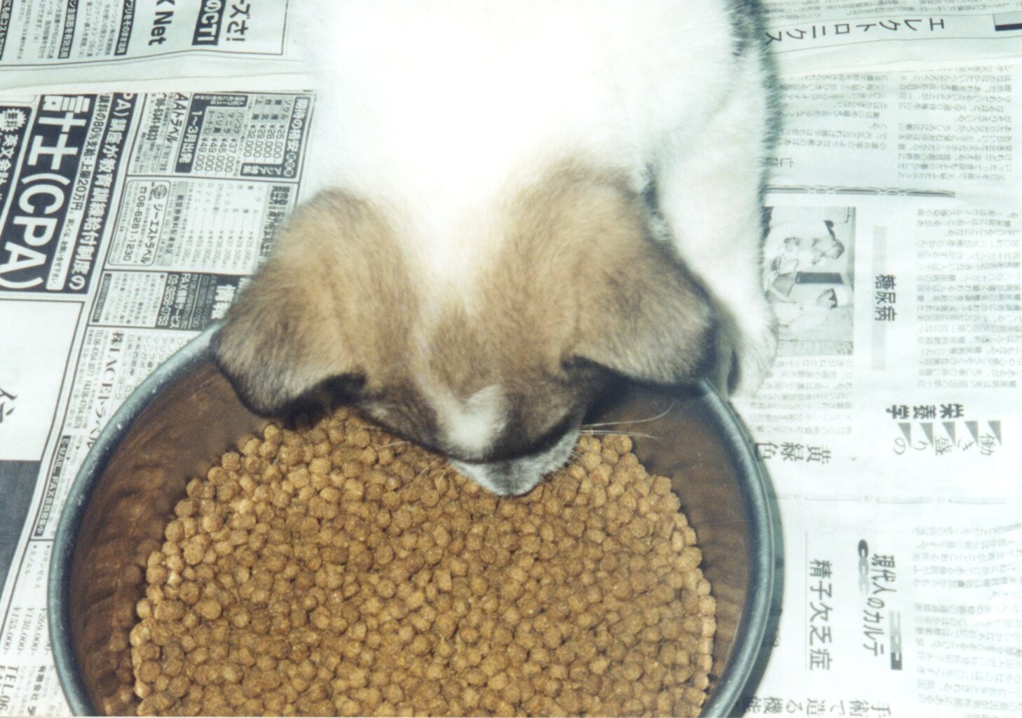 白茶色黒の子犬