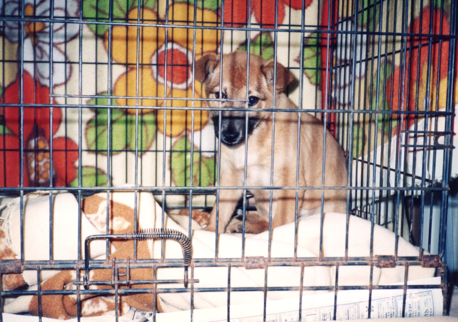 鼻黒茶色の子犬